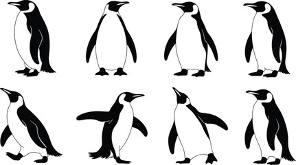 Penguin illustration pose set vector. Black and white penguins standing and walking, clean wildlife drawings for education, logos, and winter designs. © HazelQueen