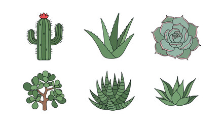 Illustrated succulents and cacti collection © Nikolas Abraham