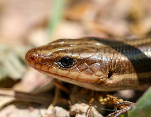 Obraz premium Broad-Headed Skink Close Up