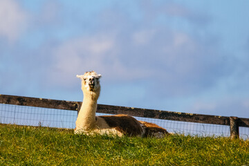 Llama Laying Down on Farm