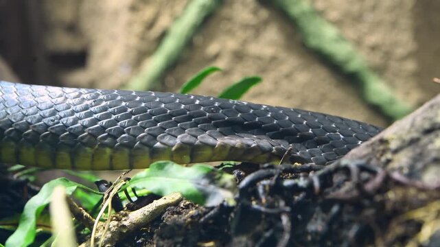 Closeup of a snake moving showing scale details