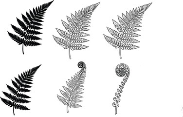 Collection of vector fern leaf silhouettes featuring intricate fronds and fiddlehead spirals, black botanical nature illustrations isolated on white background for design © MdShahid
