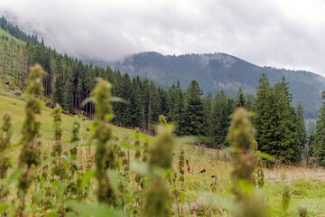Misty Spruce Forest on Mountain Slope