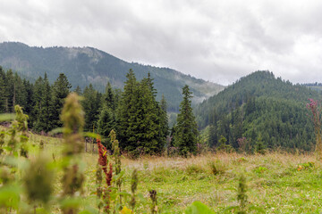 Misty Spruce Forest on Mountain Slope