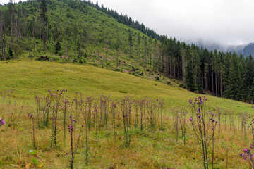 Misty Mountain Landscape with Spruce Forest and Meadow