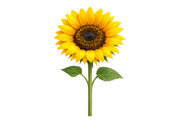 Obraz premium Sunflower blooming yellow petals on stem, transparent background