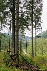 Pine Forest View Overlooking Misty Mountain Valley