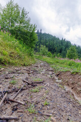 Close Up of Muddy Mountain Trail with Twigs