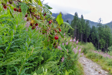 Wild Red Raspberries Growing on Mountain Trail