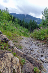 Rocky Mountain Path Leading to Misty Forest