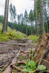 Muddy Forest Path After Rain with Tree Stump