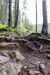 Rocky Hiking Trail with Tree Roots in Coniferous Forest