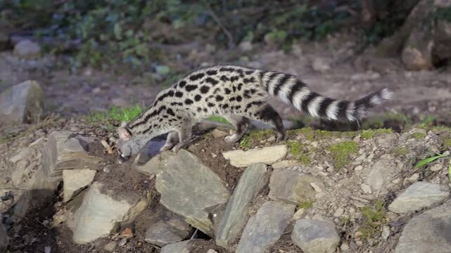 A wild Genet (Genetta genetta) search food an looking for prey, hunting, moves in a natural forest environment habitat, showing agility, balance, and natural behavior of a nocturnal predator.