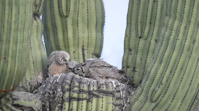 An adult great horned owl feeds her owlets rabbit for breakfast