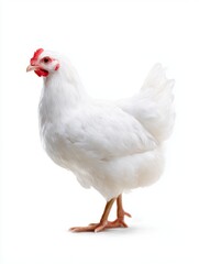 Fototapeta premium A beautiful white chicken stands proudly. This image captures the essence of farm life. Ideal for food blogs or agricultural themes. Perfect for showcasing poultry or livestock. AI