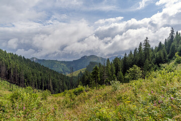 Scenic Valley View of Evergreen Forest and Mountain Peaks