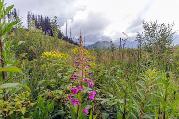 Purple Wildflowers with Mountain View