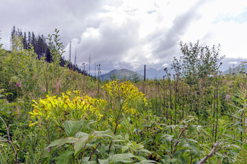 Yellow Wildflowers in Alpine Landscape