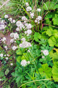 Great Masterwort Flowers by Mountain Path