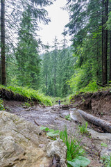 Hiker Descending Eroded Mountain Forest Trail