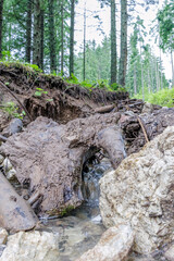 Forest Stream Flowing Under Old Tree Root