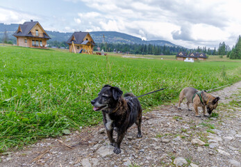 Dogs on Leash in Mountain Village Meadow