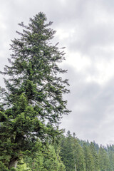 Majestic Pine Tree in Mountain Clearing
