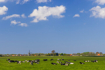 Fototapeta premium Dairy cows grazing in green Dutch polder landscape