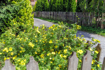 Yellow flowers by wooden picket fence in village