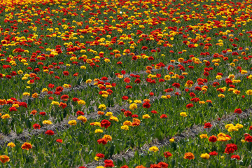 Lisse tulip field displaying vibrant red and yellow flowers