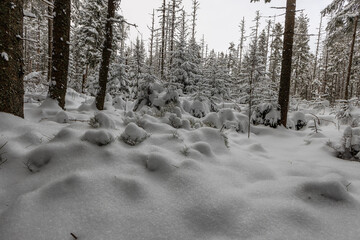 śnieżny las © Stanisaw