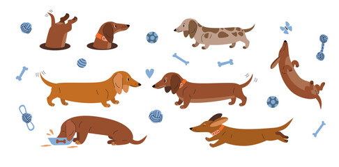 Dachshund dogs illustration set with toys and playful poses on white background. Sausage dog pet characters collection.
