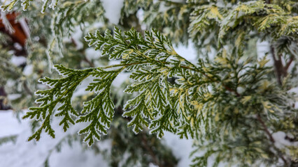 Plants covered with frost and snow. © Jacek 
