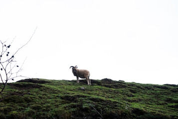 Castlemilk moorit sheep on the hill © Pavlo
