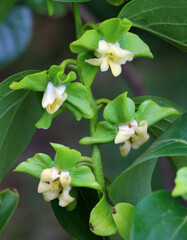 Obraz premium Spring flowering of female persimmon flowers