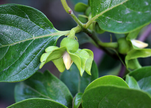 Spring flowering of female persimmon flowers