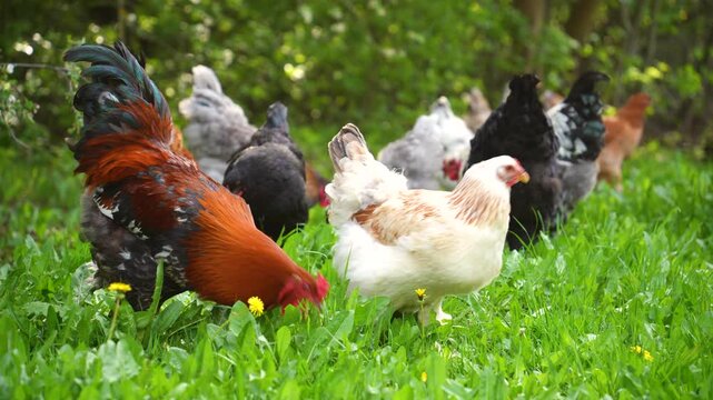 Chickens walking in a green meadow outdoors