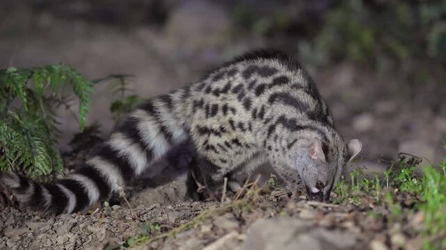 A wild Genet (Genetta genetta) search food an looking for prey, hunting, moves in a natural forest environment habitat, showing agility, balance, and natural behavior of a nocturnal predator.