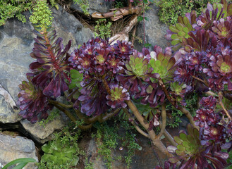 Joli A&eacute;onium dans un jardin de Bretagne