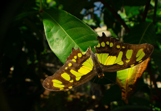 Vibrant Yellow-Spotted Cattleheart Butterfly (Parides sp.) Underside on Green Leaf - Exotic Tropical Macro at Aruba Butterfly Farm, Palm Beach Caribbean Wildlife