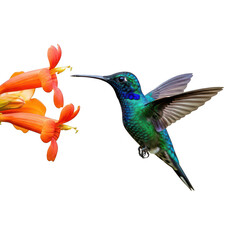 Obraz premium Hummingbird feeding on orange blossom isolated on transparent background