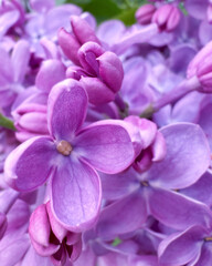 Close-up of blooming lilac flowers in vibrant pink and purple tones