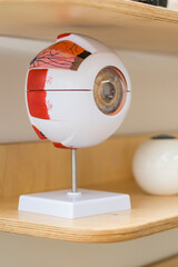 Anatomical model of the human eye on a stand, an educational medical object in the interior