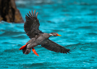 Cormor&aacute;n gris en vuelo con alas extendidas en Patagonia.