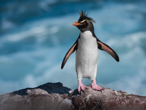 Ping&uuml;ino penacho amarillo al borde del agua sobre piedra.