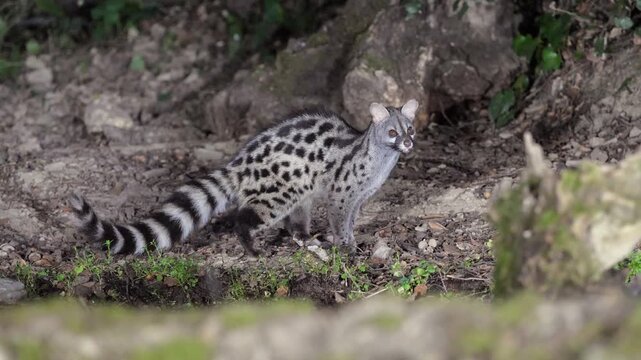 A wild Genet (Genetta genetta) search food an looking for prey, hunting, moves in a natural forest environment habitat, showing agility, balance, and natural behavior of a nocturnal predator.