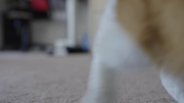 A ginger cat with white patches looks at the camera and then pounces towards it, going after a toy.