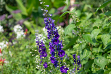 Obraz premium Close up of purple delphinium elatum flowers in bloom