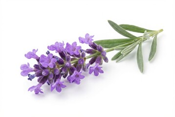 Fototapeta premium Close-up view of vibrant purple lavender flowers with green leaves. isolated on white background