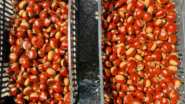 Chestnuts in the sun